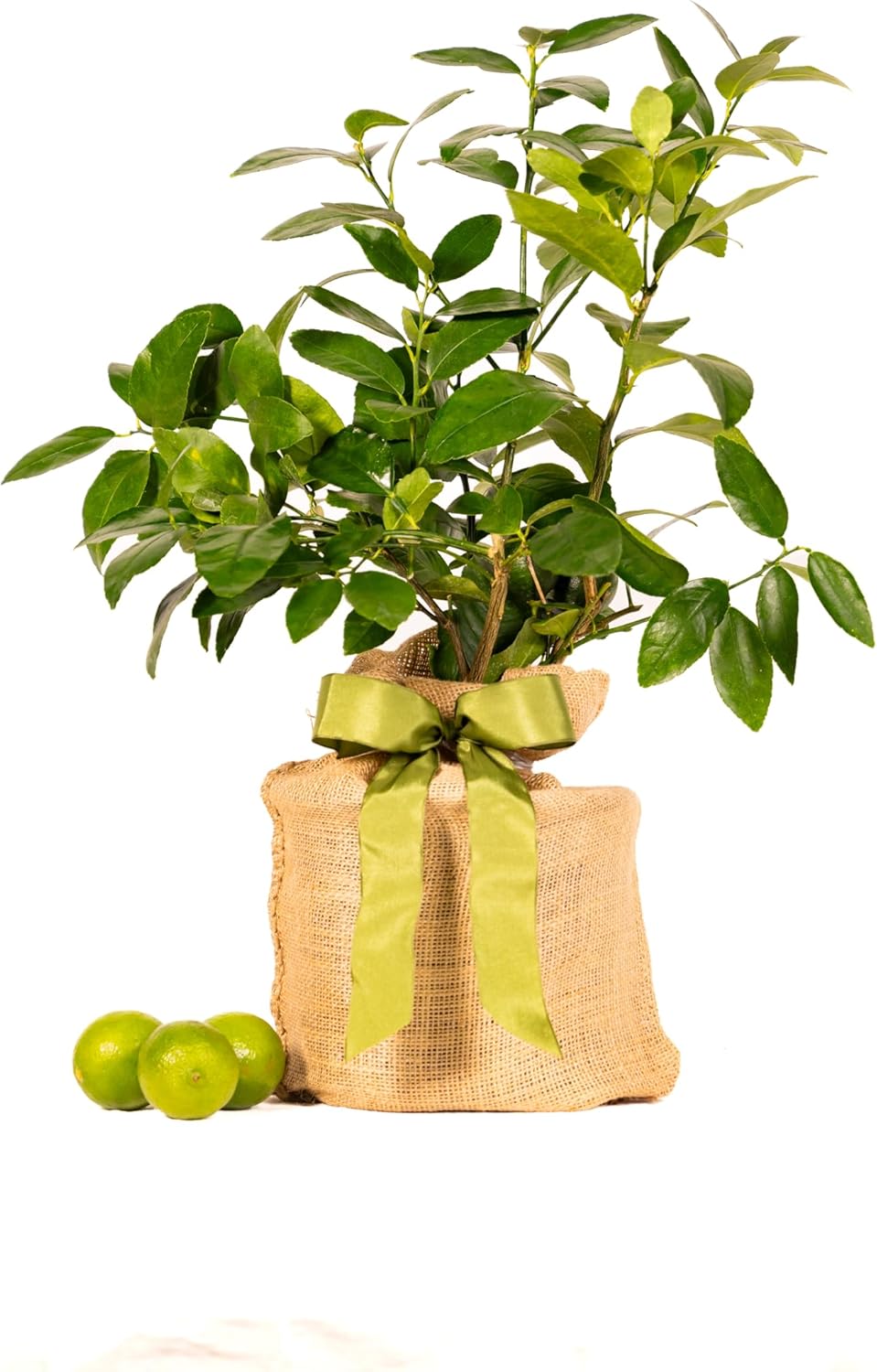 Sympathy Persian Lime Gift Tree, Lime Tree, Easy to Grow, Indoor/Outdoor, Live Plant, Lasting Sympathy Gift, by The Magnolia Company, Can't Ship to CA, AL, AZ, LA, TX