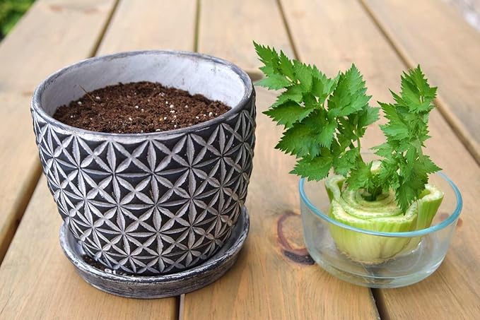 Premium Celery Potting Soil Mix - Optimal Nutrient-Rich Blend for Thriving and Crisp Celery Plants - 4 Quart