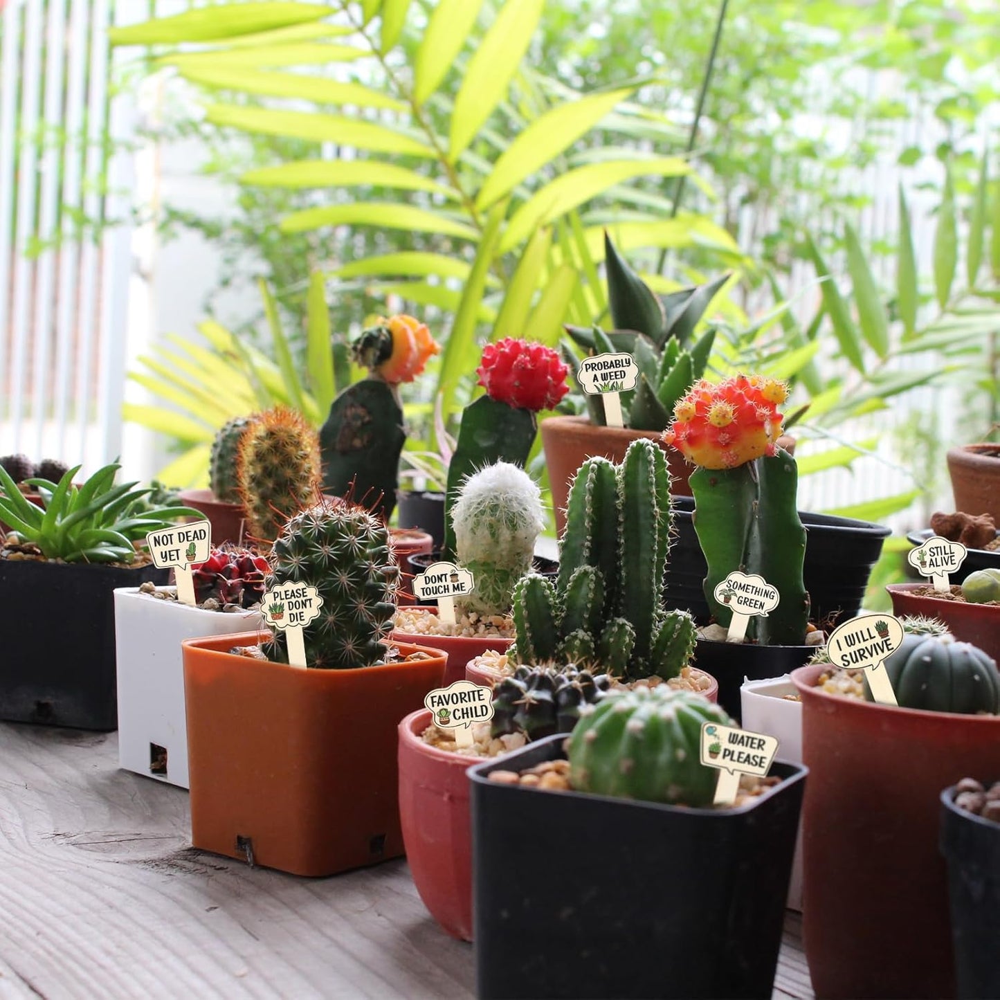 15 Pcs Funny Wooden Plant Markers, Interesting Garden Plant Labels Tab Cute Plants Signs Stakes for Indoor Outdoor Garden Potted Plants Patio Supplies