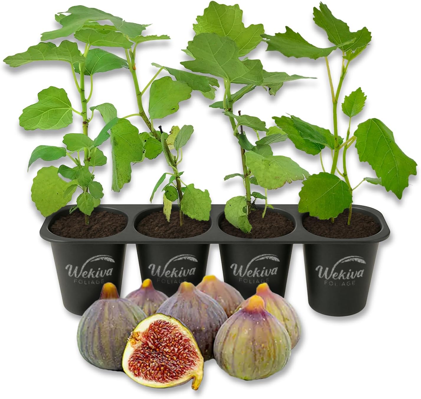 Celeste Fig Tree - 4 Live Starter Plants - Ficus Carica - Edible Fruit Tree for The Patio and Garden