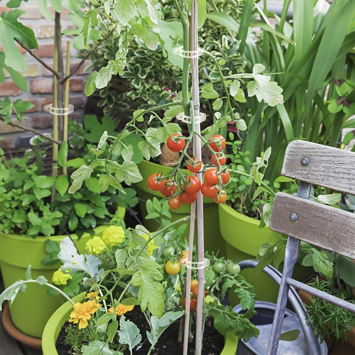 220Pcs Tomato Clips, Plant Support Garden clips, Trellis Clips Plant Support Clip, Vegetable Cages and Supports, Garden Trellis for Climbing Vine Plants, Supports Clip for Tomato Grape Melon