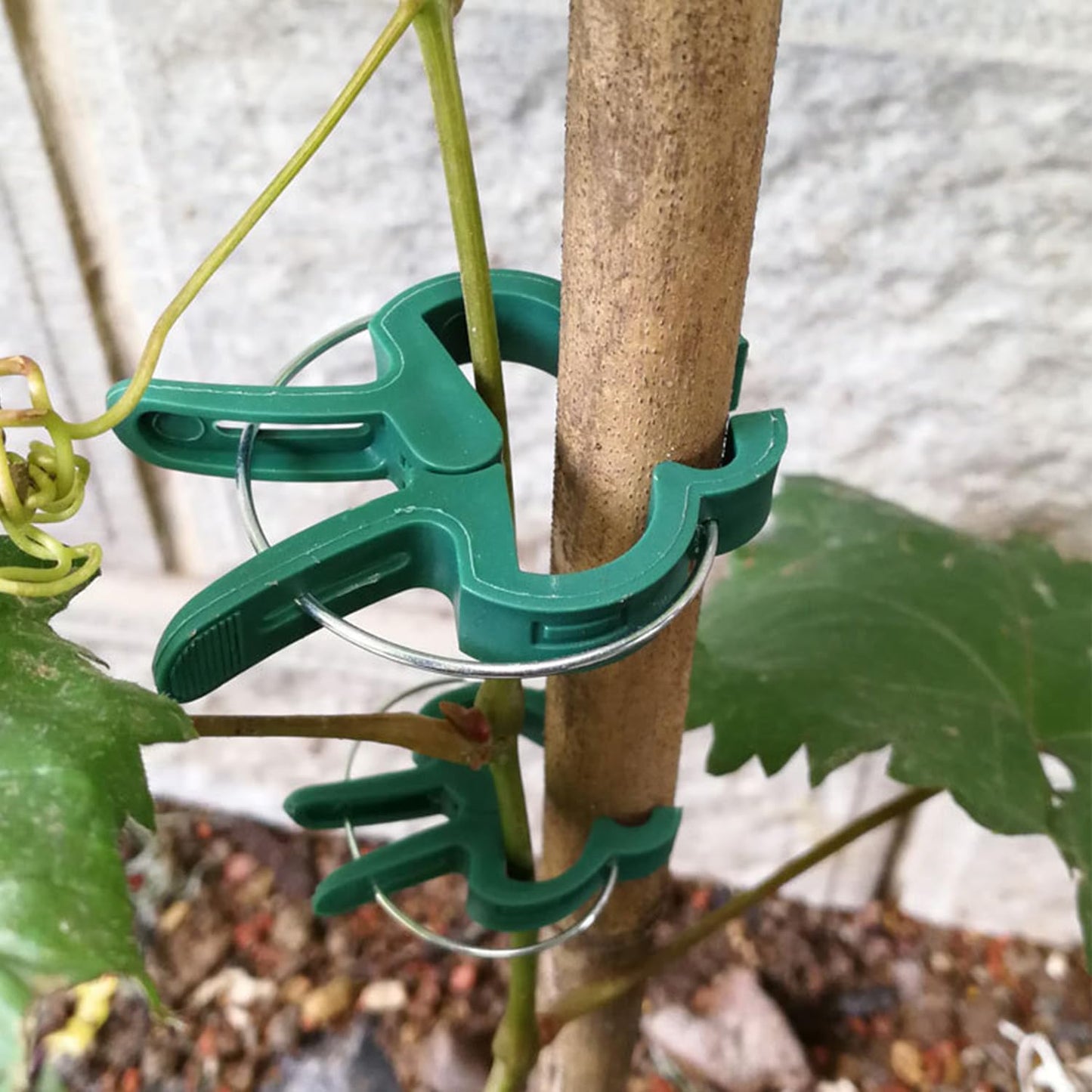 60 Garden Plant Clips,Plant Support Clips Hold Plant Stems, for Multi-Purpose Plants Rattan Clip Rose, Sturdy Cucumber Orchid Clip Plant Support Adjustable Clip Green (Large 60Pcs), DHYWJ-01