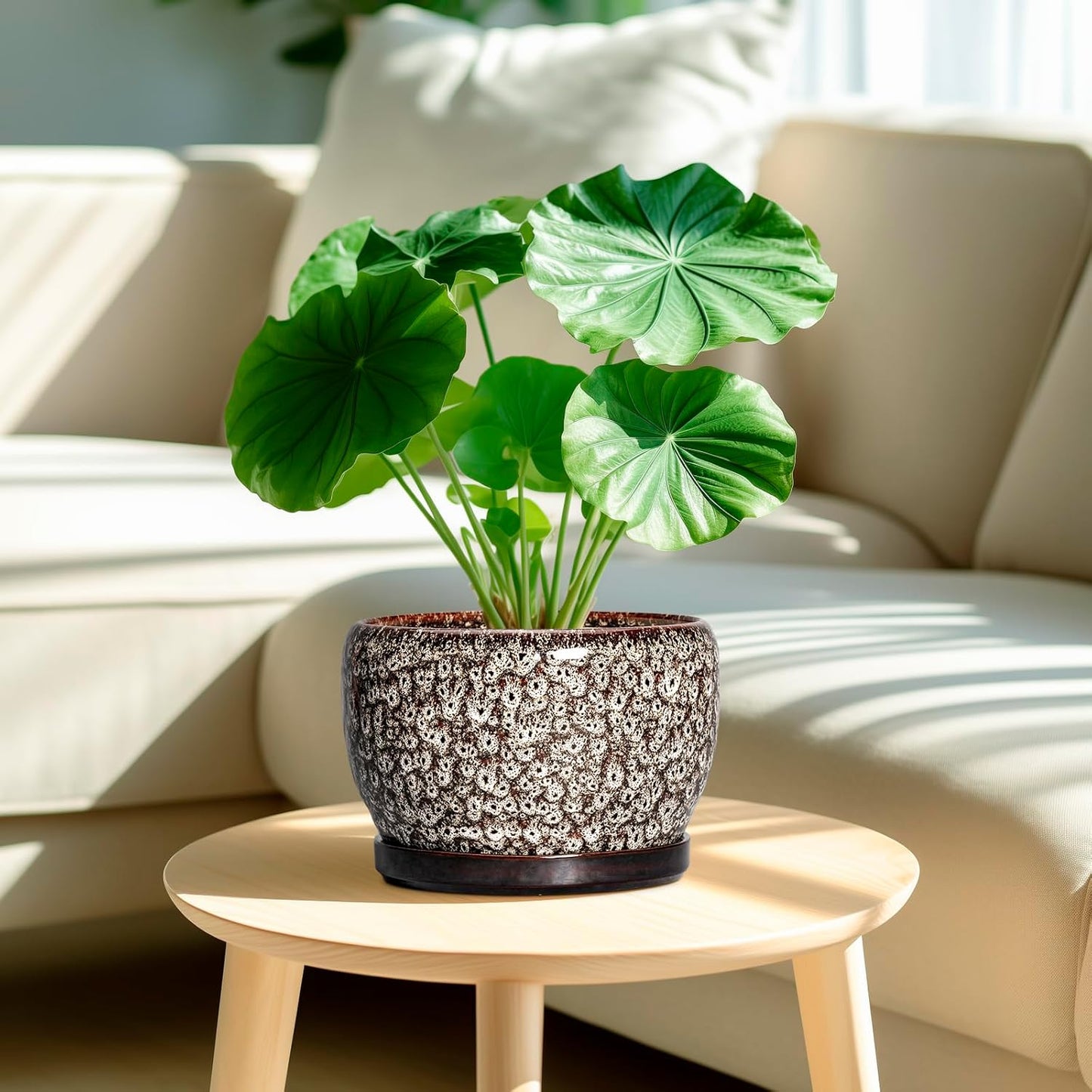 SQOWL Ceramic Planter - 8 inch Plant Pot Indoor with Drainage Hole and Plant Saucer, Round Ceramic Flower Pots Outdoor, Decorative Modern Planter, Office Kitchen Decor, Gifts for Women Men, White