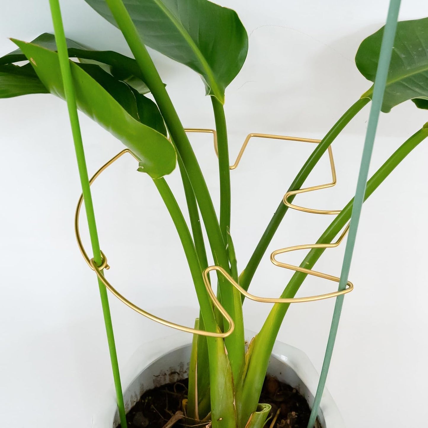 5PCS Monstera Plant Stem Support with Leaf Holders - Innovative Cactus Stake for Indoor Plants - Unique Plant Support Kit for Healthy Growth - Ideal for Gardening Enthusiasts