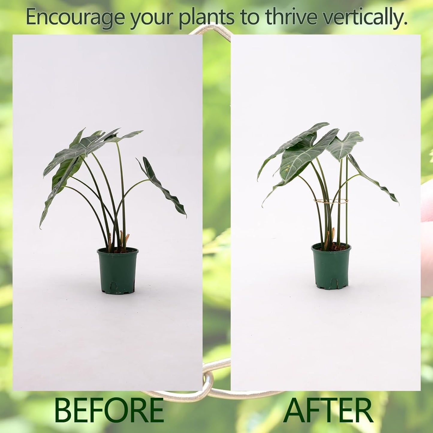 5.5 * 4.7IN Monstera Stem Support Stake with Clips - 5Pcs Durable Climbing Plant Support for Monstera, Fishbone Cactus, Easy Installation, for Plant Lovers