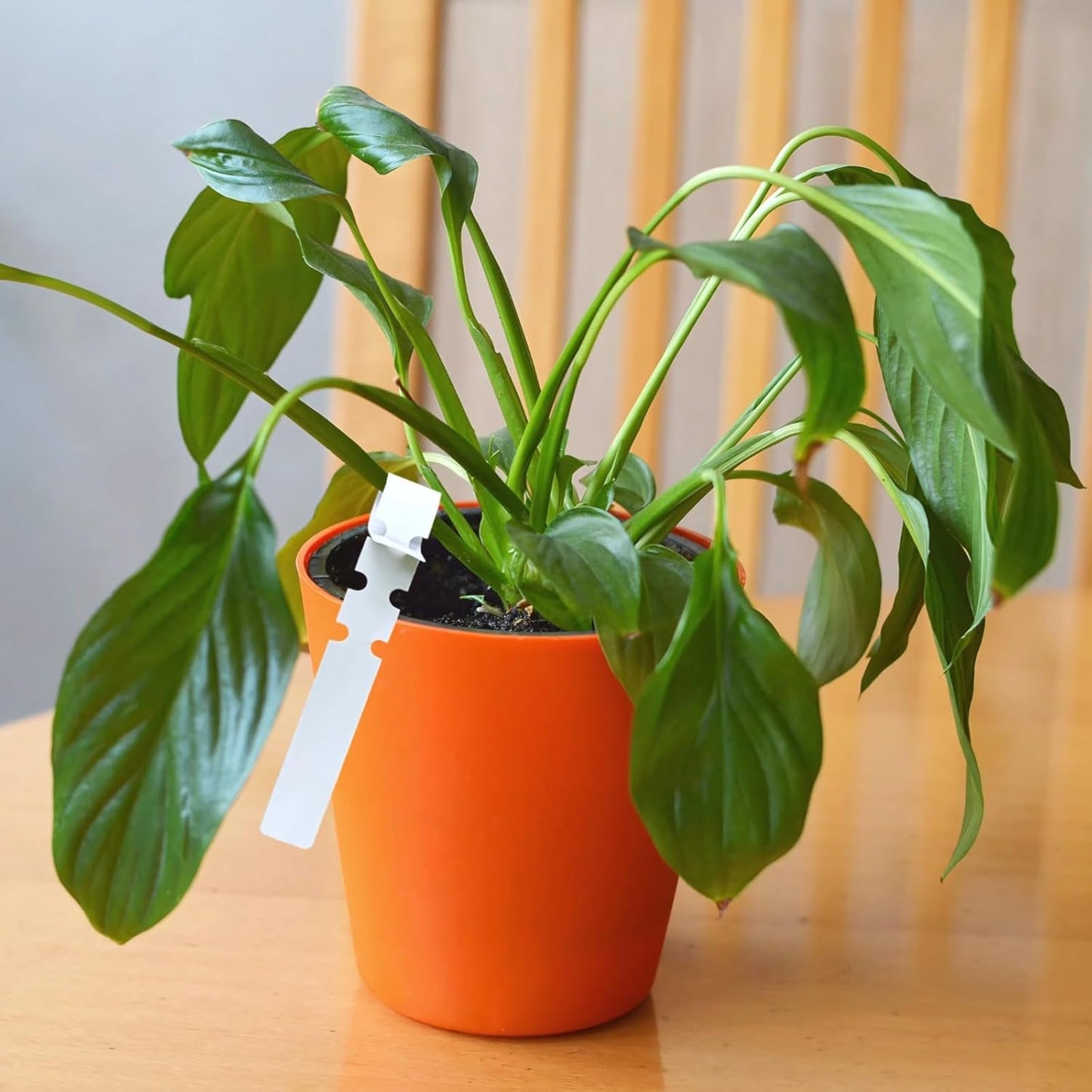 Plant Markers for Outdoor Plants Waterproof, 1500 PVC Plastic Garden Labels, Long-Lasting Flexible Plant Tags, Ideal for Outdoor Garden, Easy Organization