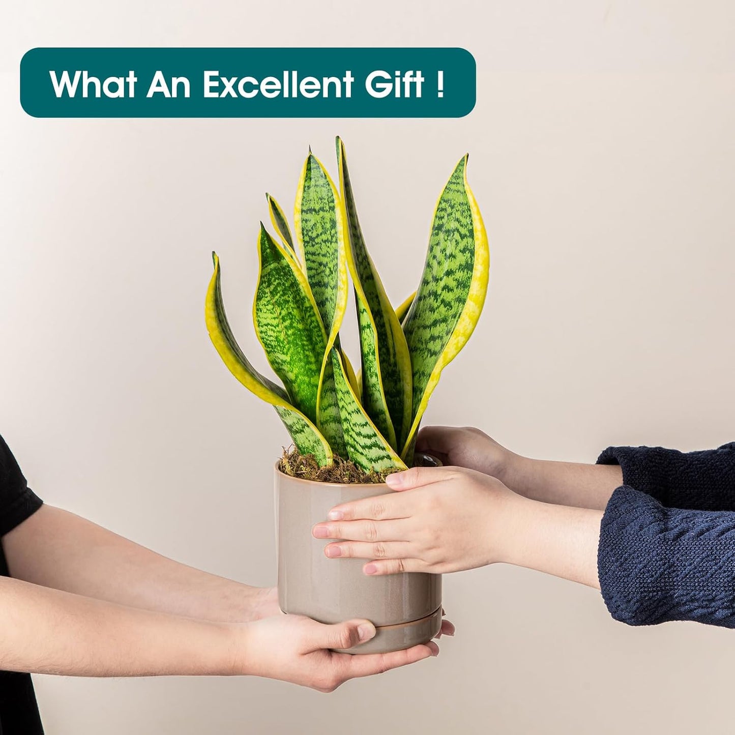 vancasso Ceramic Plant Pots, 3 Piece Planters for Indoor Plants, 4.25+5.25+6.25 Inch Flower Pots with Drainage, Plant Pots Indoor for Succulent, Pothos, Snake Plant and Money Tree, Etc (Gray)