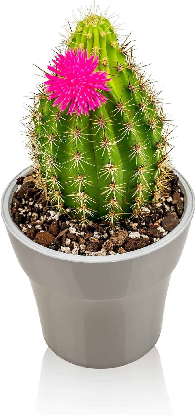 Professional Succulent Soil Premium All Purpose Blend | Pre-Mixed Ready to Use for Cactus and Succulents | Sphagnum Peat Moss, Perlite, New Zealand Pine Bark - Made in USA - 2 Quart