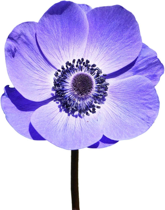 Easy to Grow Anemone Italian Mistral Plus Blu - 10 Plant Bulbs, Blue-Violet Flowers in Spring Gardens Full Sun