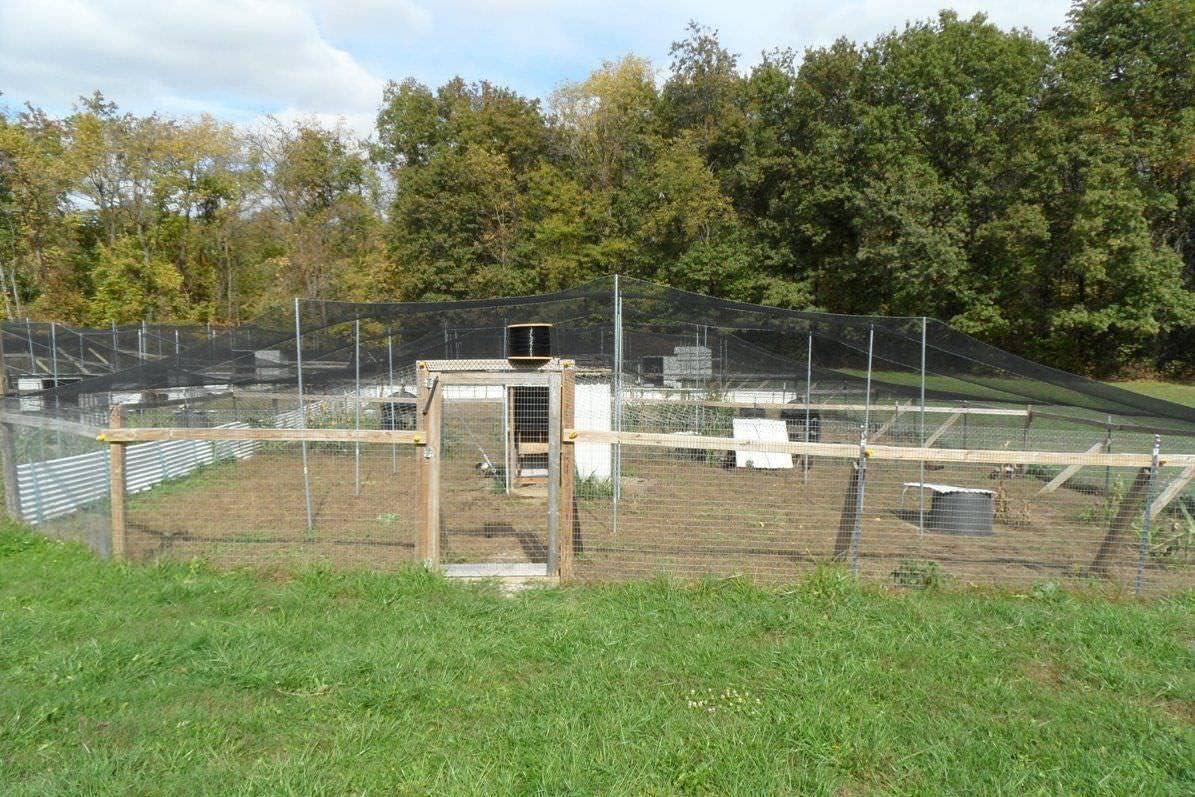 Poultry Netting 1" or 2" Mesh Heavy Knotted Nets Aviary Gamefowl Quail Chicken Bird Block Net Long Lasting Break/Burst 85/245 lb Polyethylene 8-10 Year Lifespan (25' X 50', 2)