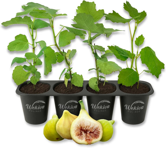 Yellow Long Neck Fig Tree - 4 Live Starter Plants - Ficus Carica - Edible Fruit Tree for The Patio and Garden