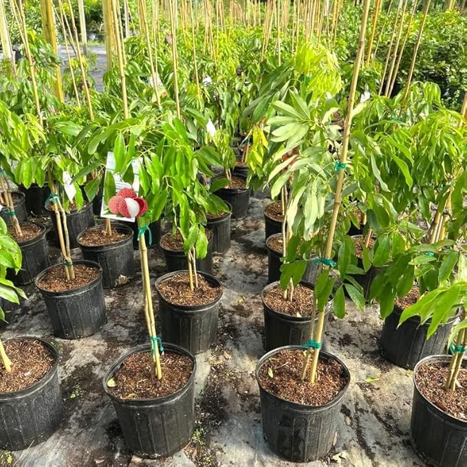 Premium Lychee Potting Soil Mix - Perfect Balance of Nutrients, Drainage, and Aeration for Thriving Lychee Trees - 1 Quart