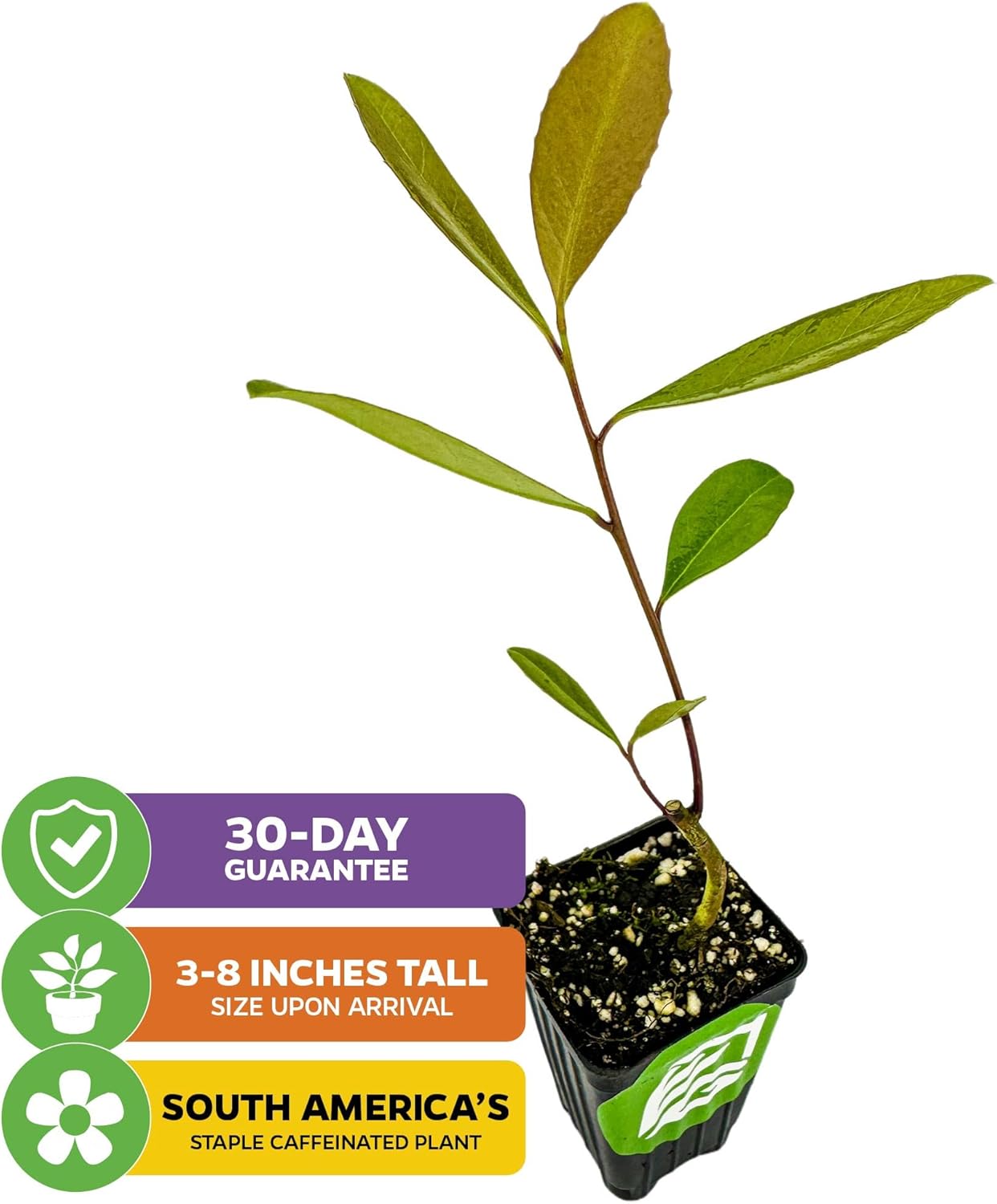 Yerba Mate - Ilex paraguariensis by Wellspring Gardens - South American Tea Plant - Cultural Heritage Tree - Exotic Botanical Energizer - Holly Family Plant - Starter Plant Herb Plant