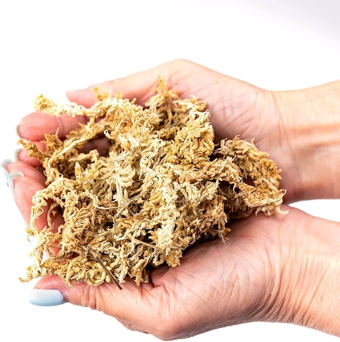 Premium Grade Sphagnum Moss by Gardenera - Organic Hand Mixed New Zealand Long Fibered Sphagnum Moss Orchid - 1 Quart