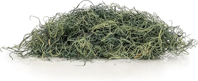 Premium Spanish Moss in Basil| Natural Preserved - Great Ground Cover - Filler for Potted Plants - by GARDENERA - 5 Quart Bag