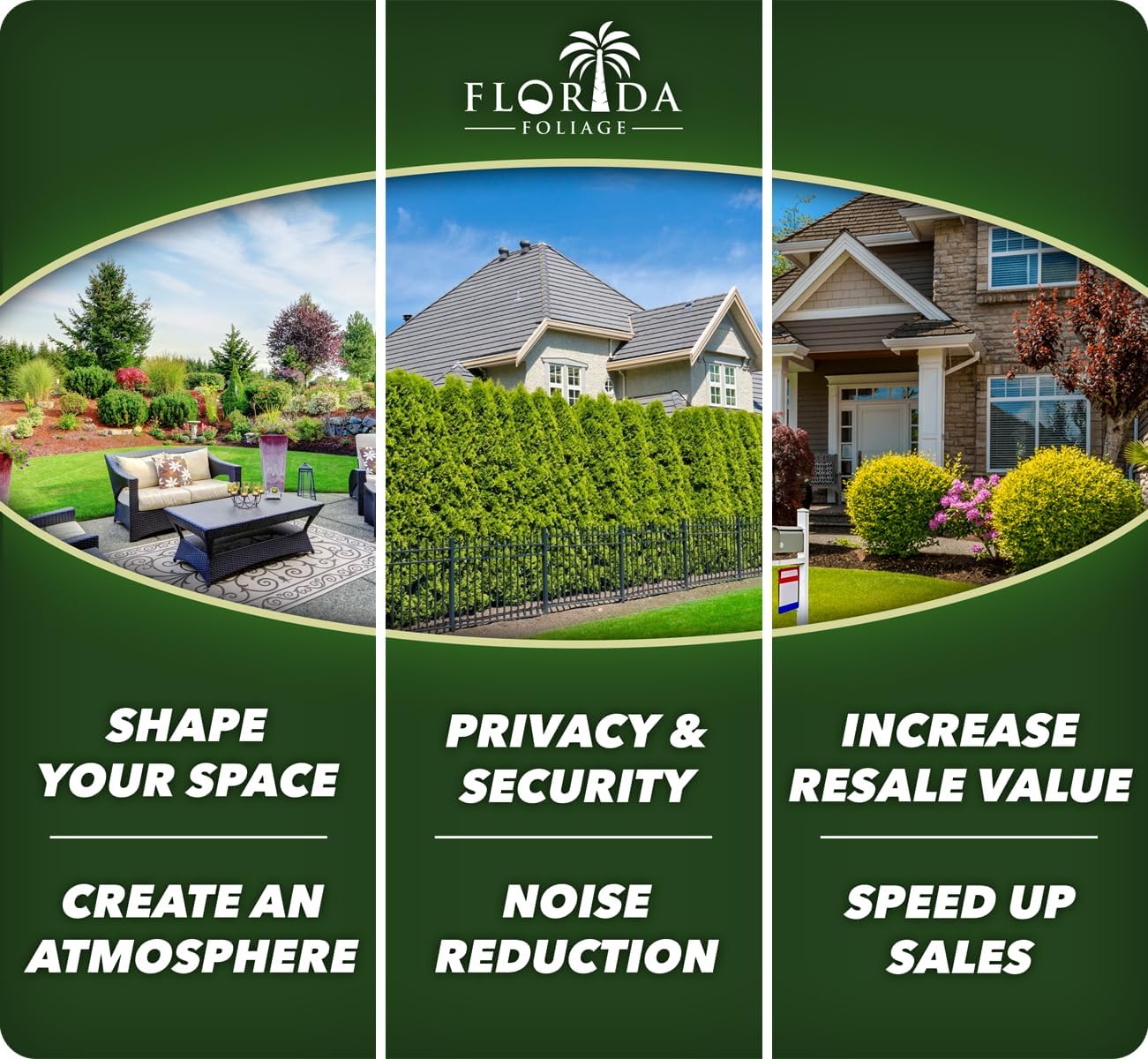 Salvia Mexican Sage Plants | 3 Live Seedlings | Salvia leucantha | Velvety Purple Flower Spikes | Drought Tolerant Landscape Perennial