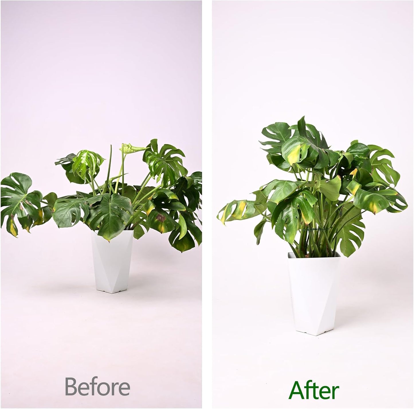 Monstera Plant Stem Support - 5 Pack 6.5"x6.5" Green Metal Stem Stabilizers, Adjustable Ring Clamps for Indoor Plants, Fishbone Cactus, Turtle Shell Bamboo & Climbing Vines