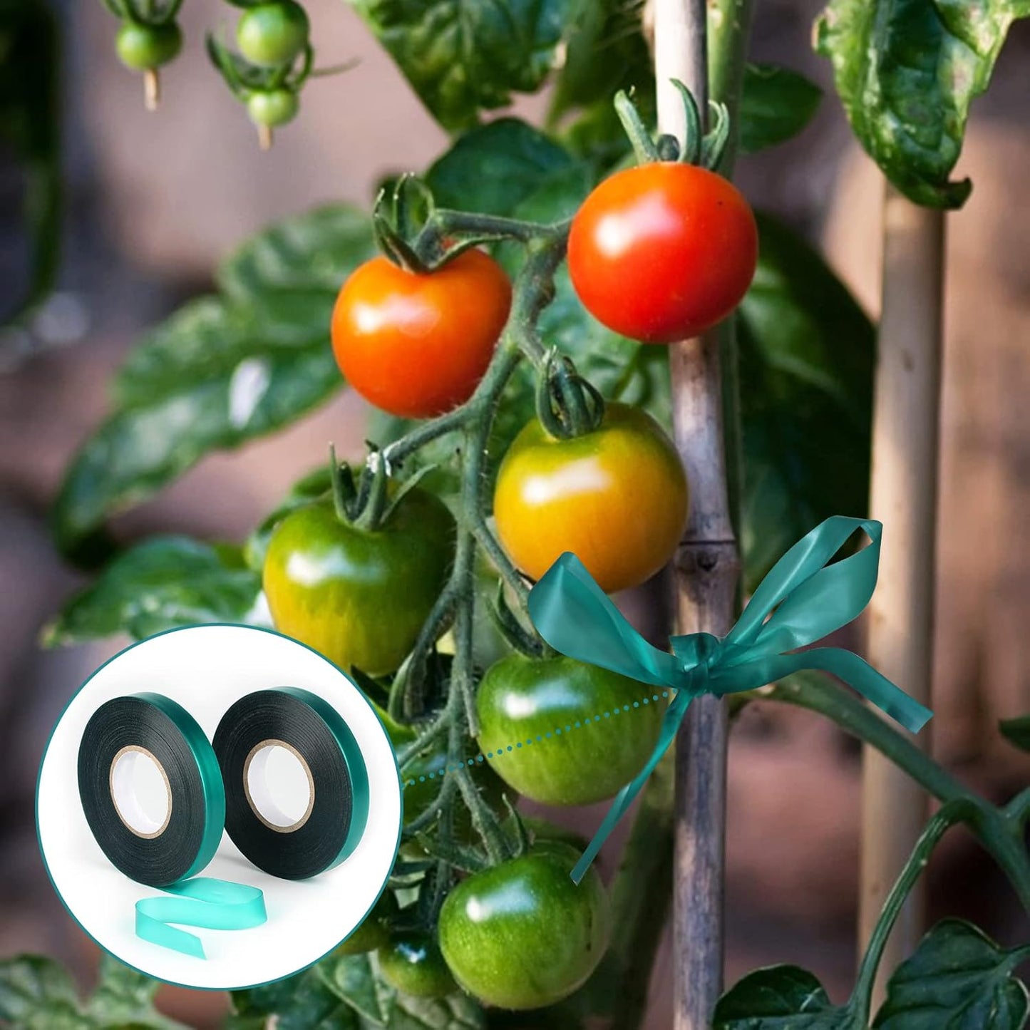 KINGLAKE GARDEN Stretch Tie Tape Roll - 2 Rolls Total 300 Feet 1/2" Green Garden Tape Plant Tapes Plant Garden Tie for Climbing Plants Branches Flowers