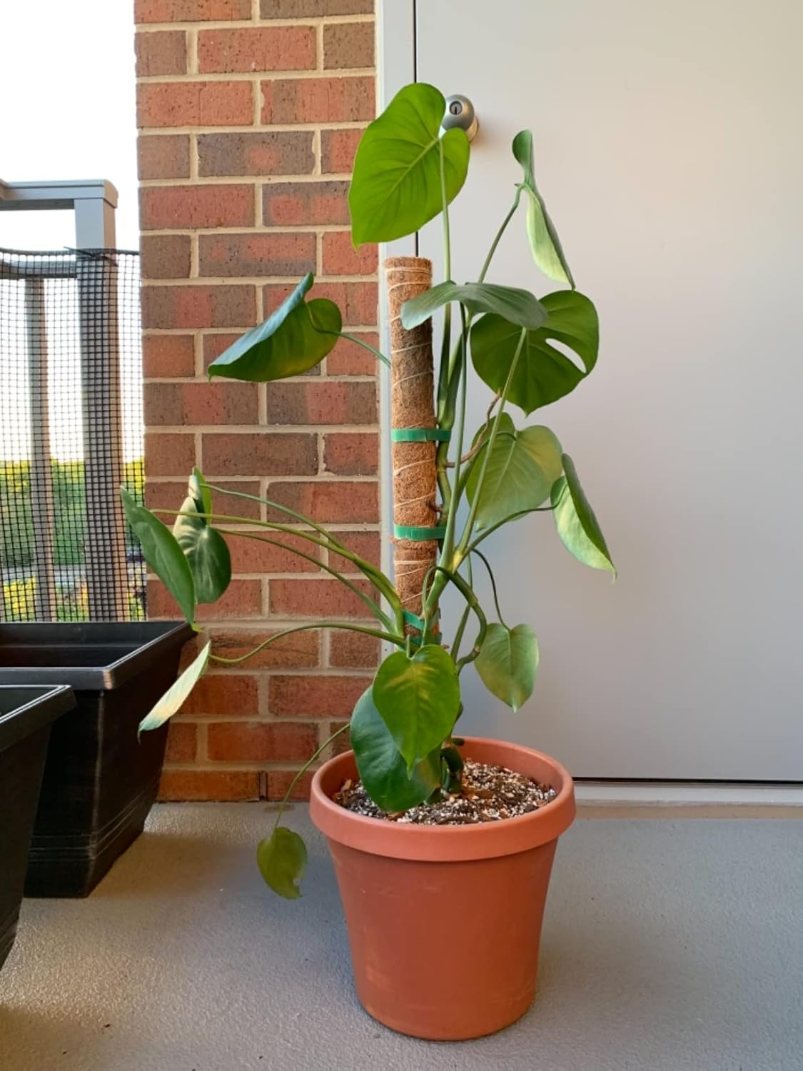 LE TAUCI Plant Ties, Garden Tape for Plant, Reusable Adjustable Thicker Support for Growing, Strong Grip, Tomato Vines Indoor Outdoor, 100 ft (2 roll 50ft) x 0.47 Inch, Green