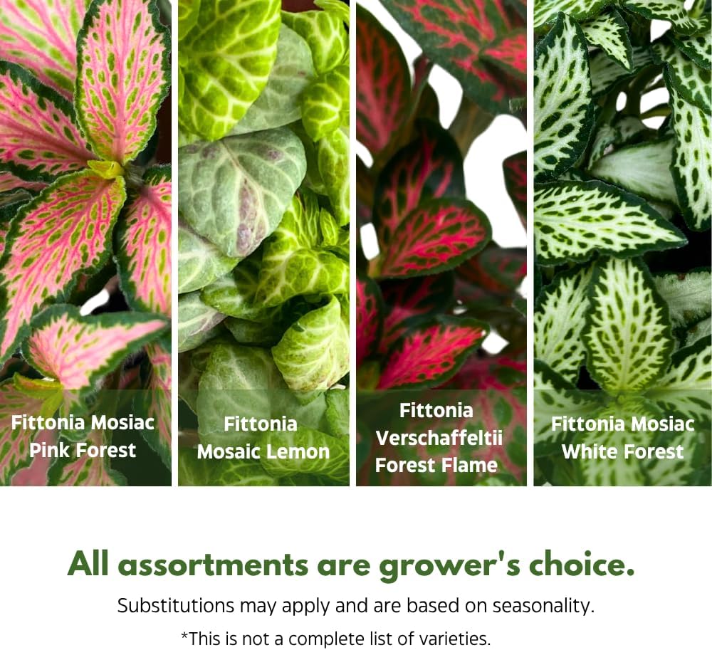 BubbleBlooms Fittonia Assortment 2 inch Set of 4