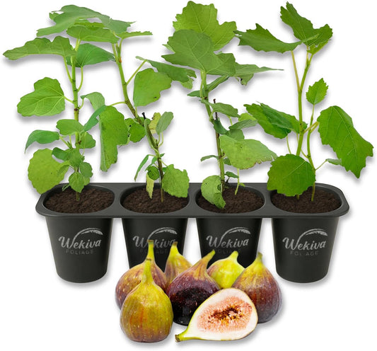 Brown Turkey Fig Tree - 4 Live Starter Plants - Ficus Carica - Edible Fruit Tree for The Patio and Garden