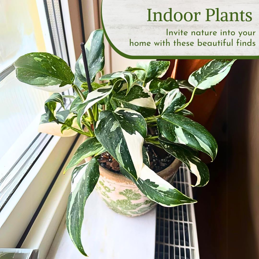 Philodendron Plant Live Exclusive Collection (4-Pack) – Rare Birkin, Gloriosum, Pink Princess & White Wizard in 2" Pot; Easy Care Indoor Plants Live Houseplants Decor for Home/Office/Garden