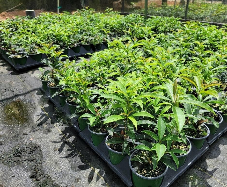 Fudingzhu Fragrant Tea Olive - Live Plant - (1 QT)