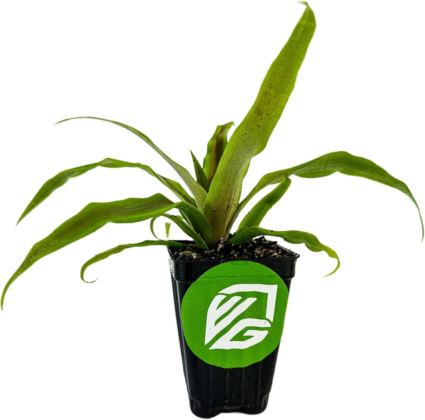 Sugarloaf Pineapple (Kona Sugarloaf) Live Plant - Ananas Comosus - Wellspring Gardens Starter Plant - Ideal Pineapple Plant Live Easy to Grow Starter Plant Great for Outdoor and Patio Planting