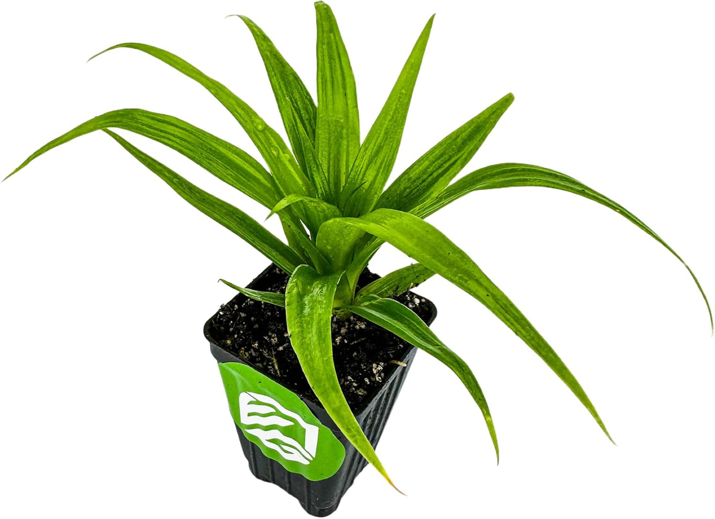 White Jade Pineapple Live Plant - Ananas Comosus - Wellspring Gardens Starter Plant - Ideal Pineapple Plant Live Easy to Grow Starter Plant Great for Outdoor and Patio Planting Growth Potential