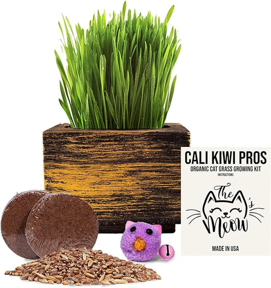 Cali Kiwi Organic Cat Grass Kit - Cat Grass for Indoor Cats with Cat Toy – Natural Hairball Remedy, Supports Digestion & Health, Single Planter (Black Gold)
