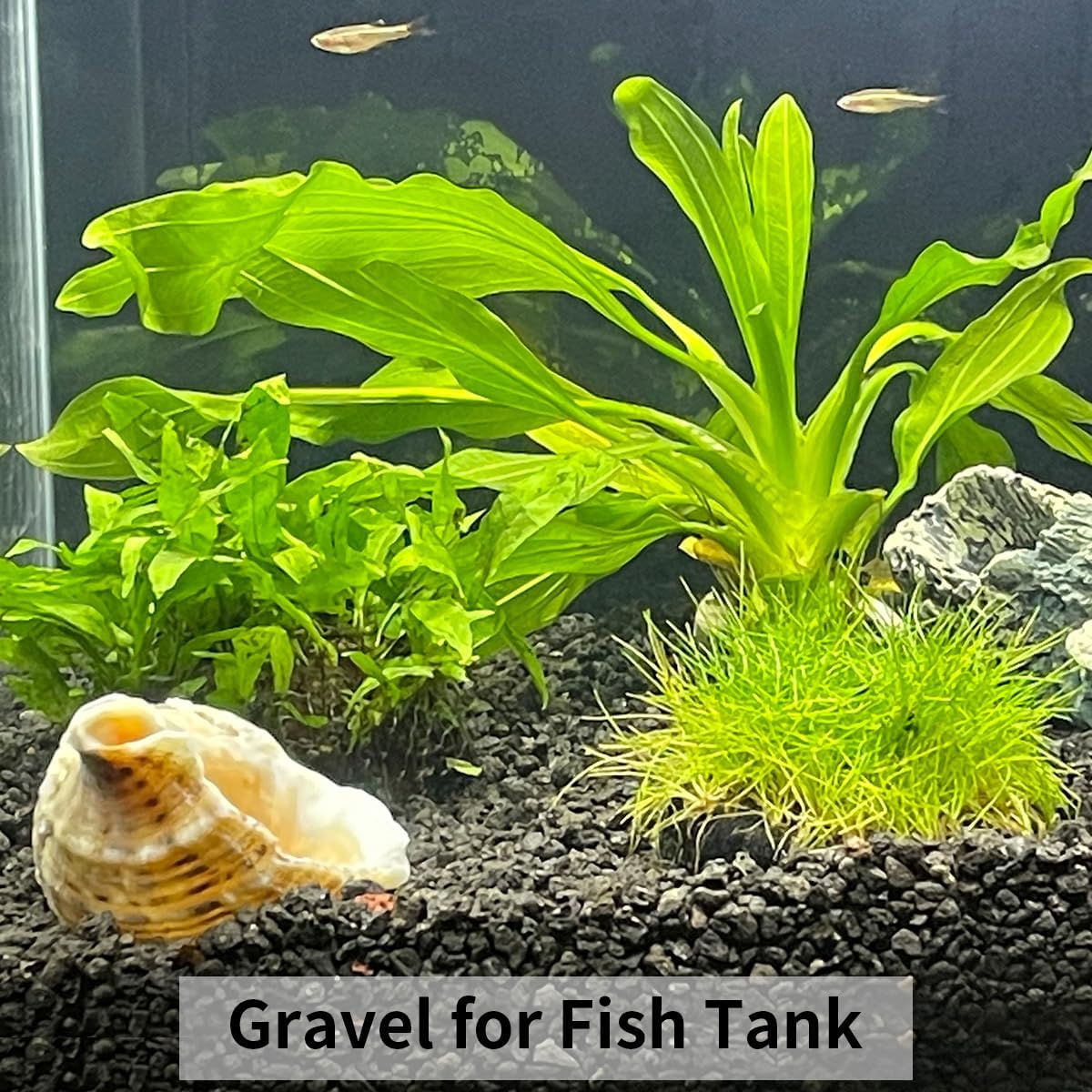 10LB Black Pea Gravel for Landscaping, 3/8 Inch Black Pebbles for Plants Cactus Succulent Fish Tank and Garden Black Stones