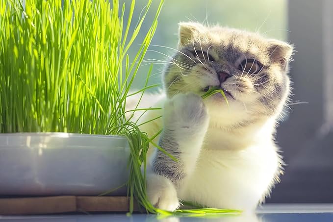Cat Grass Growing Mix - Create an Indoor Oasis for Your Cat's Natural Instincts - 5 QUARTS