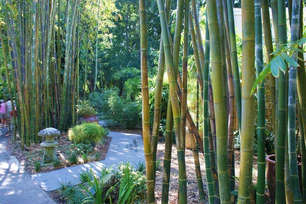 Oldhamii Bamboo | 3 Live Plants | Bambusa Oldhamii | Privacy Screen Bamboo | Fast-Growing Garden Foliage | Tall Decorative Landscape Specimen