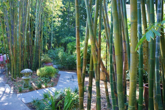 Oldhamii Bamboo | 3 Live Plants | Bambusa Oldhamii | Privacy Screen Bamboo | Fast-Growing Garden Foliage | Tall Decorative Landscape Specimen