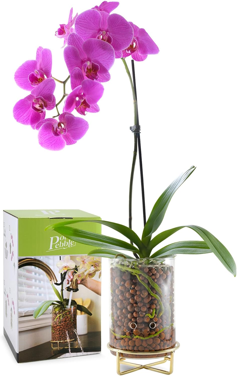 Pot & Pebble - C9 Glass Planter with Decorative Metal Base - Plant Propagation Station with Water Level Control - Plant Cutting Holder for LECA Clay Pebbles/Similar Media - Semi Hydroponic Planter