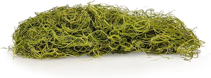 Premium Spanish Moss in Spring Green| Natural Preserved - Great Ground Cover - Filler for Potted Plants - by GARDENERA - 1 Quart Bag