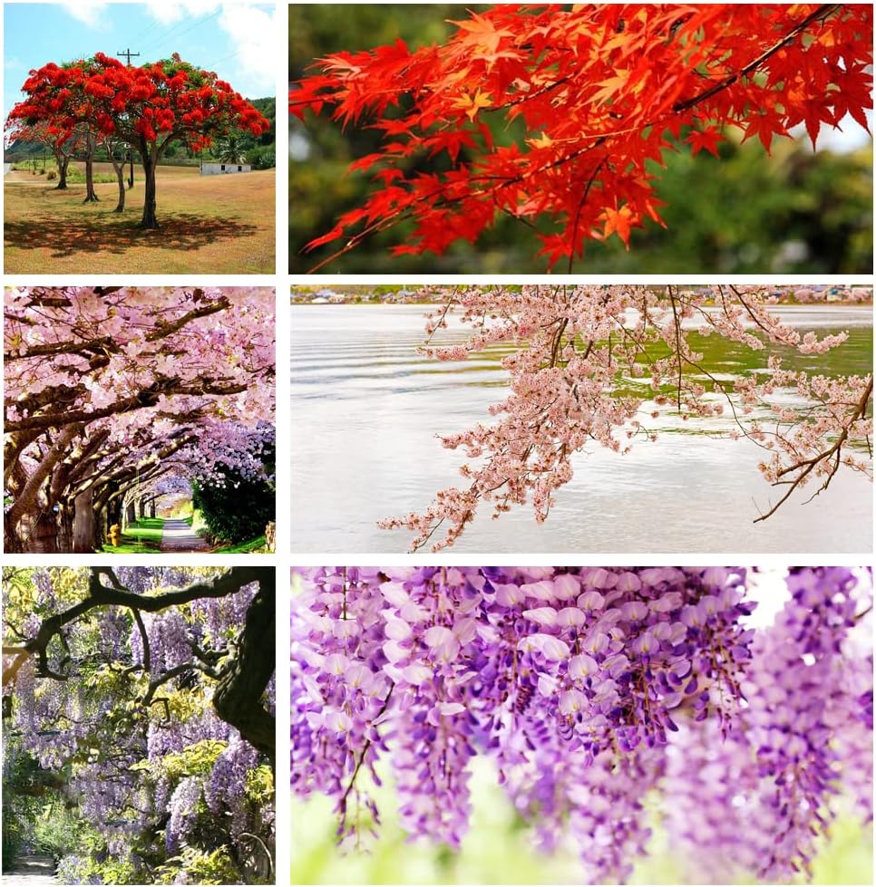 300+ Bonsai Tree Seeds – 10 Popular Varieties of Non GMO Heirloom Bonsai Seeds Red Maple, elm Tree, Blue Spruce, Black Spruce, Black Pine, Wisteria, Sakura, Flame Tree, Bauhinia, Dawn Redwood
