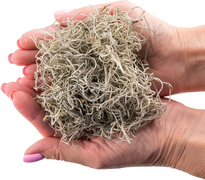 Premium Natural Spanish Moss | Natural Preserved - 20 Quart - Great Ground Cover - Filler for Potted Plants (4 Bags of 5 Quart)