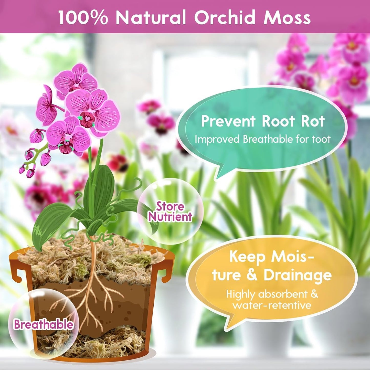 Riare 3.5 OZ Premium Sphagnum Moss for Plants- 4QT Natural Long Fiber Sphagnum Peat Moss Dried, Plants Moss Orchid Potting Mix for Orchids Repotting, Carnivorous Succulent Potted Plants and Reptiles