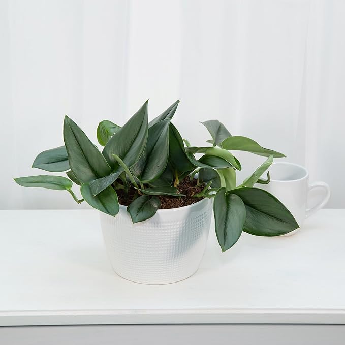 Scindapsus Sterling Plant Potting Soil - Enhance Variegation and Health with Professional Grade Nutrient-Rich Mix - 3 Quart