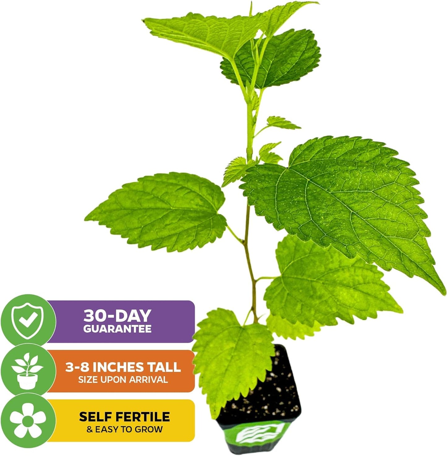 Dwarf Everbearing Black Mulberry Tree Live Plant – Morus nigra – Wellspring Gardens - Premium Fruit Tree for Indoor & Outdoor Planting – Ideal for Gardens, Patio, Landscaping, Bush & Berry Companion