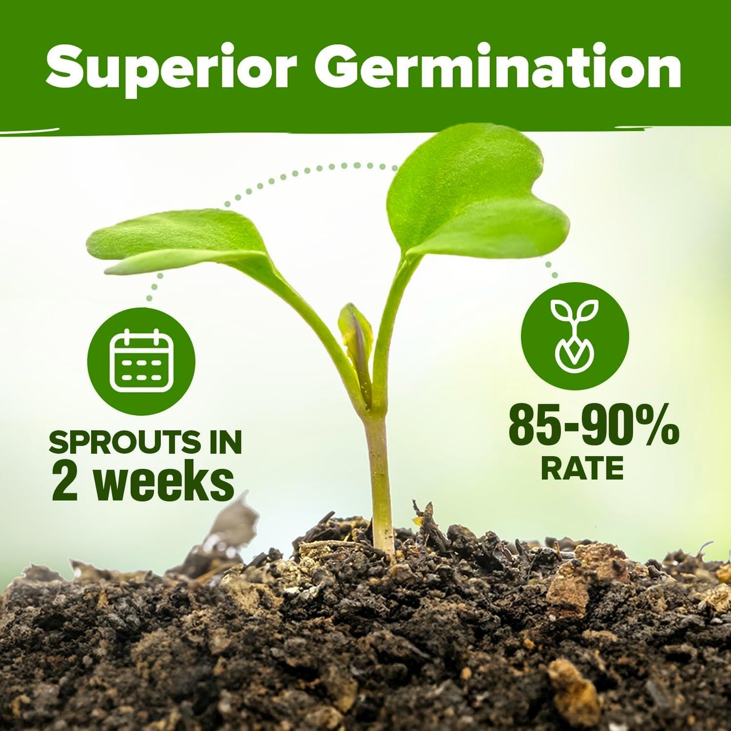 HOME GROWN 10 Herb Seeds for Planting 3,000+ Non-GMO Heirloom Seeds | Extra Large Variety Pack Herb Kit – Indoor Outdoor & Hydroponic | Culinary Seed Set | Grow Your Own Herbs | Gift for Beginners