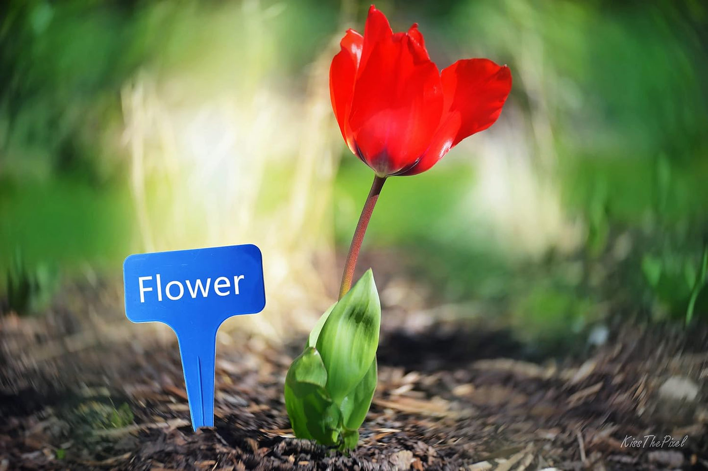 Blue Thick Plant Garden Labels, Plastic T-Type Nursery Markers Tags(100 Pcs)