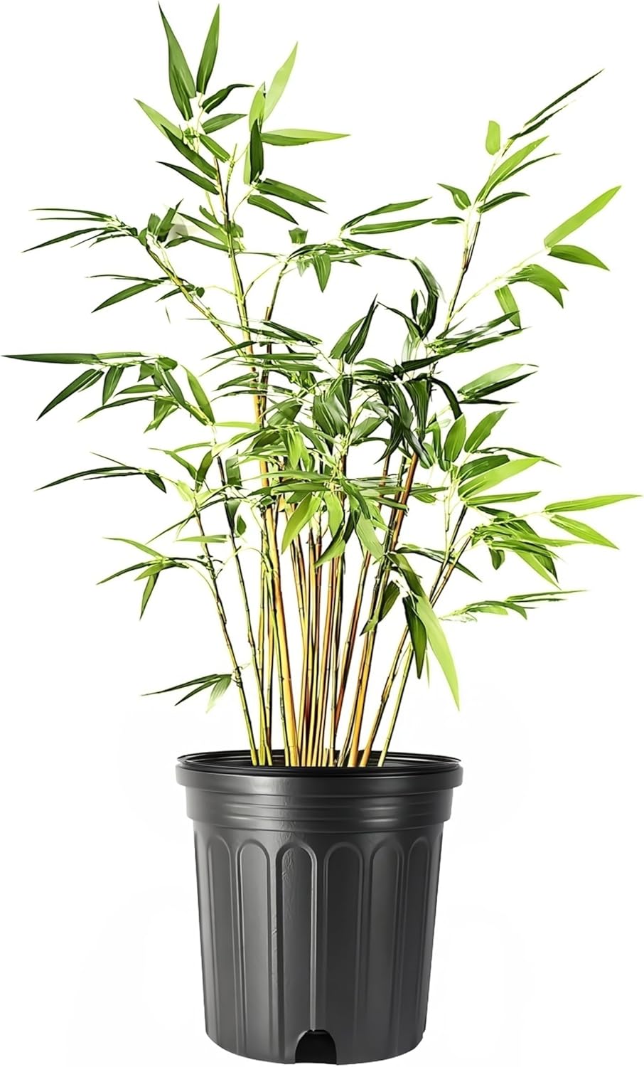 Green Hedge Bamboo | 5 Large Gallon Size Plants | Bambusa multiplex | Fast Growing Privacy Screen | Clumping Bamboo for Landscapes Gardens Walkways Accent Foundation Beds Decorative Garden