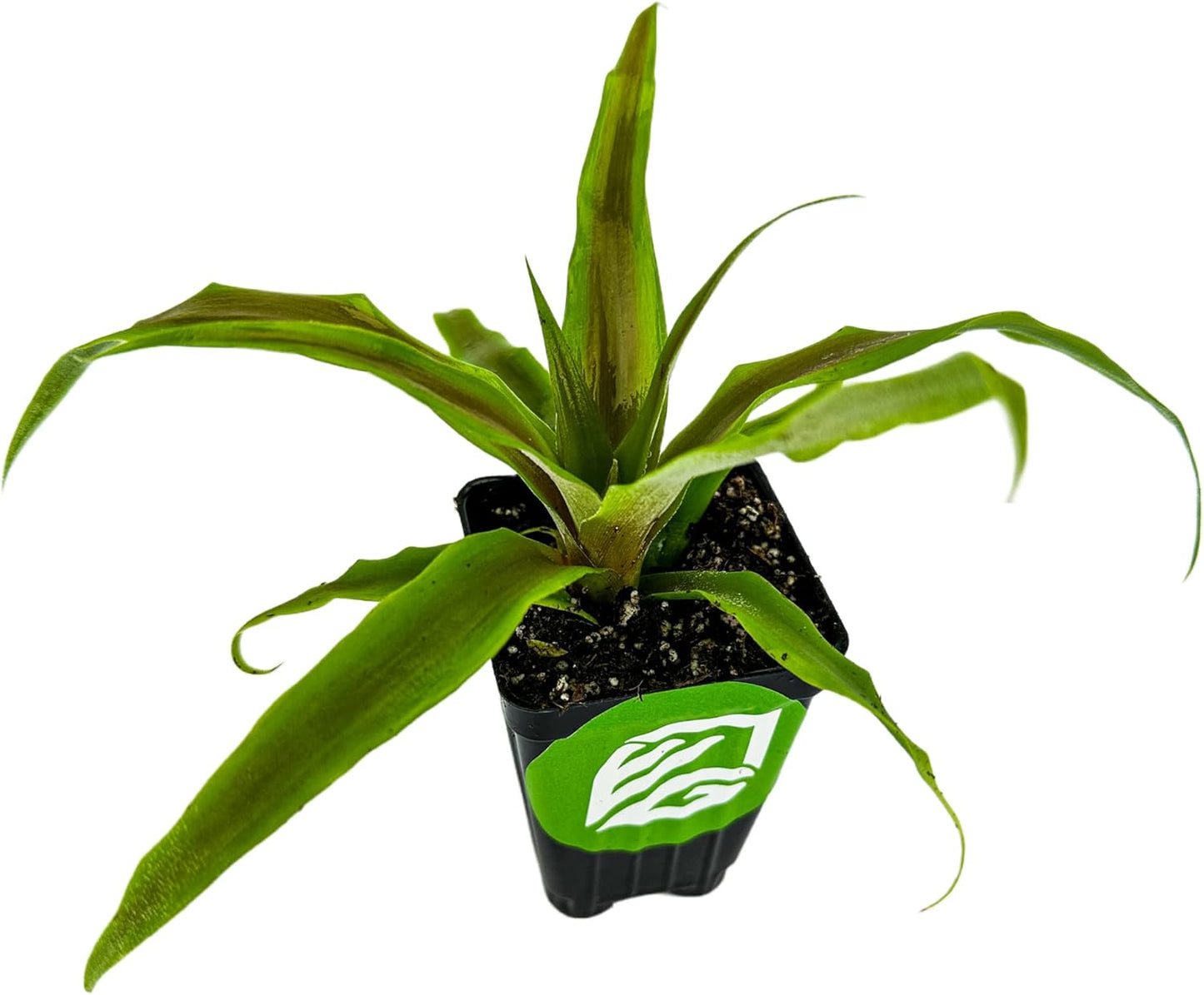 Sugarloaf Pineapple (Kona Sugarloaf) Live Plant - Ananas Comosus - Wellspring Gardens Starter Plant - Ideal Pineapple Plant Live Easy to Grow Starter Plant Great for Outdoor and Patio Planting