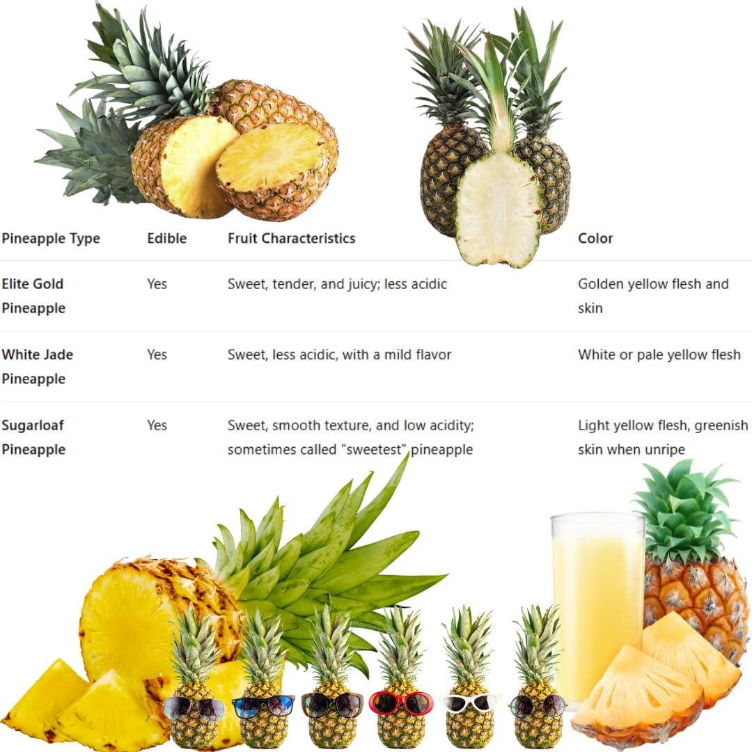 2 Sugarloaf Pineapple Plants Live Bushes Shrubs Trees for Planting Outdoor, Fragrant and Sweet Pineapple, Tropical Fruit, 5 to 7 Inces Tall, No Pot