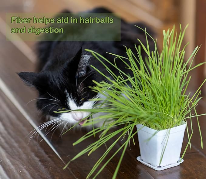 Cat Grass Refill Kit (3)