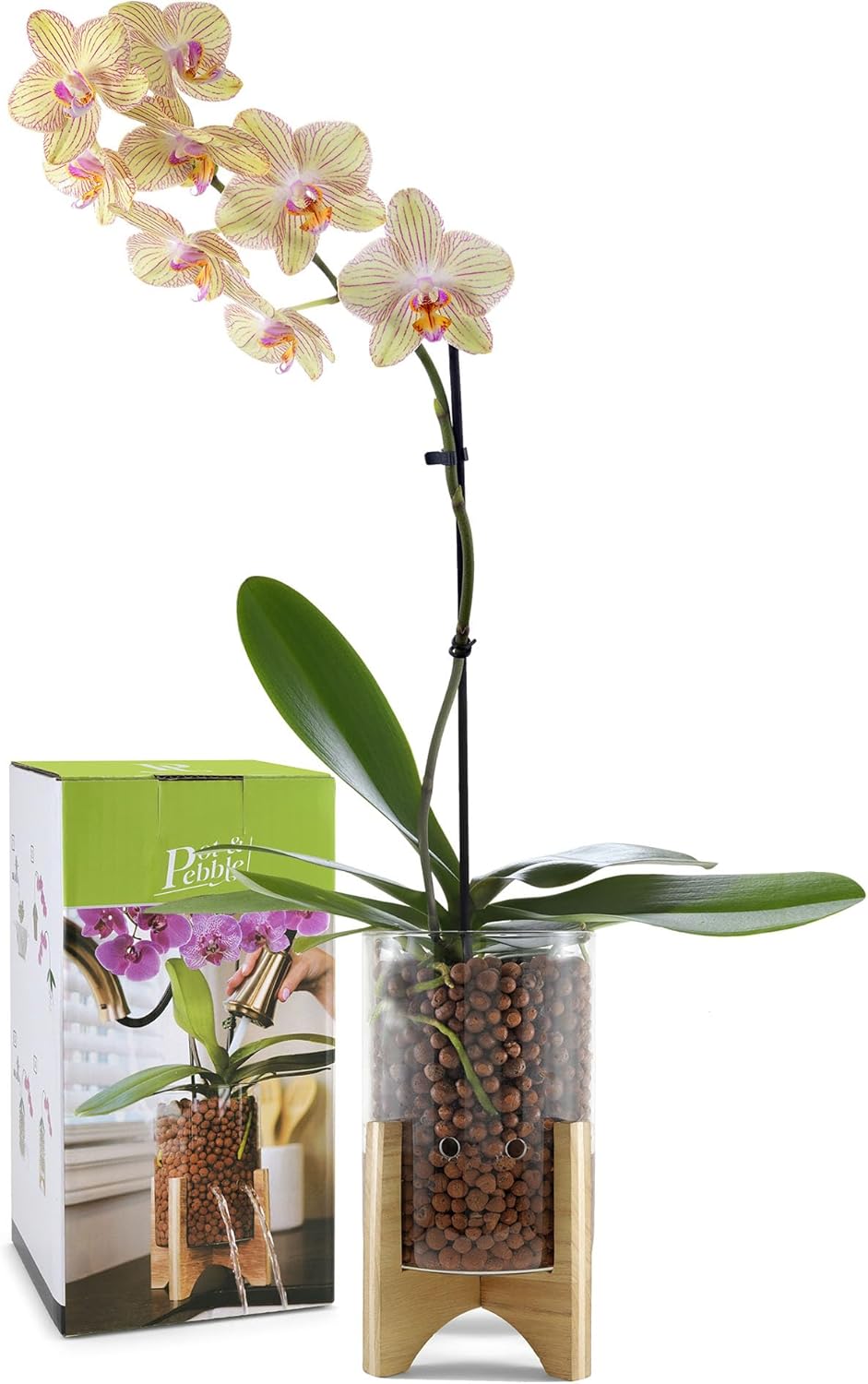 Pot & Pebble - C6 Glass Planter with Decorative Wood Base - Plant Propagation Station with Water Level Control - Plant Cutting Holder for LECA Clay Pebbles/Similar Media - Semi Hydroponic Planter