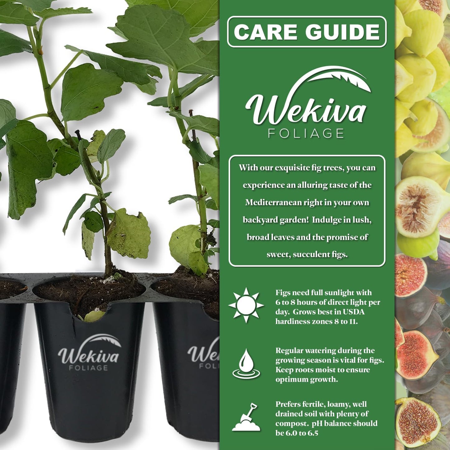 Magnolia Fig Tree - 4 Live Starter Plants - Ficus Carica - Edible Fruit Tree for The Patio and Garden