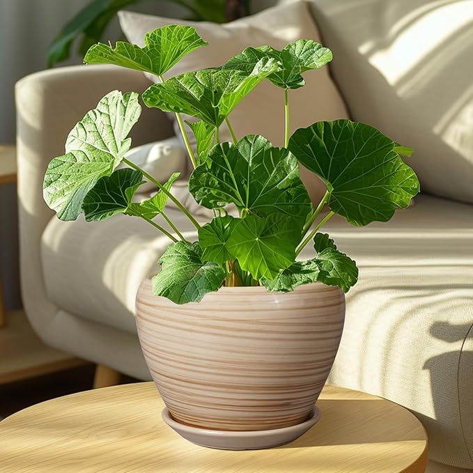 Planter Pot 8 Inch - Ceramic Pot for Plants Indoor Plant Pot with Drainage Hole and Saucer Round Planter Outdoor Modern Flower Pot Succulent Pot for House Patio Yellow